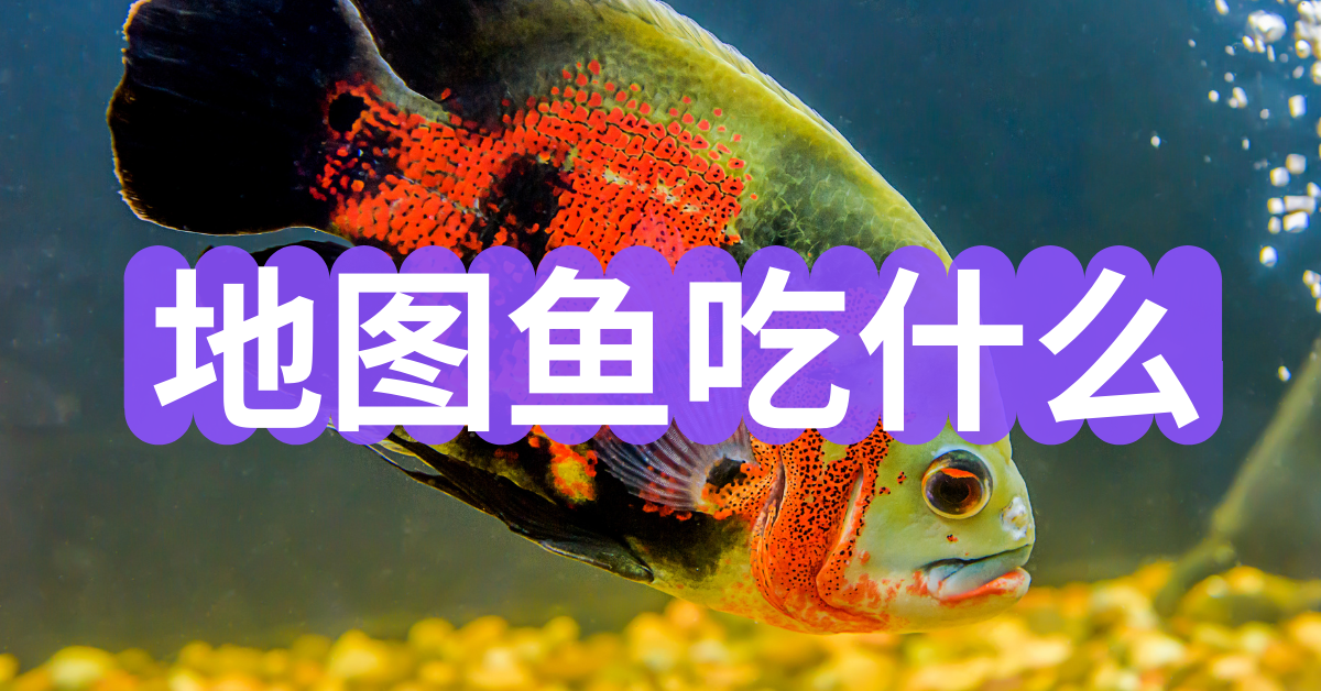 地图鱼吃什么(地图鱼吃什么饲料)
