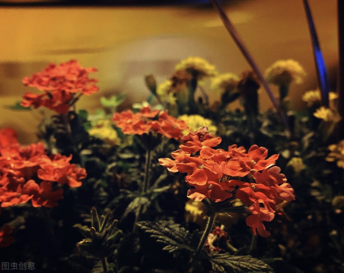 一世情深，铸就一世相思，想你，念你，你是我今生永恒的眷恋