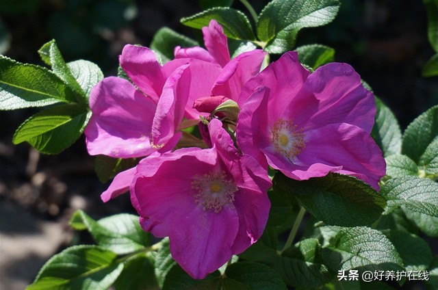 真正的玫瑰花长什么样子（详解玫瑰花特点）