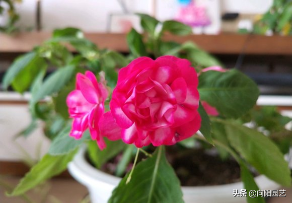 5角钱买的凤仙花种子，撒在花盆，3天蹿苗，红花已经开爆盆了