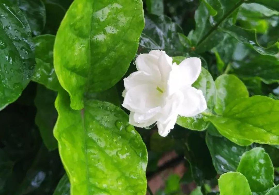 人養花，花也養人，這15種花，越養家裡越乾淨