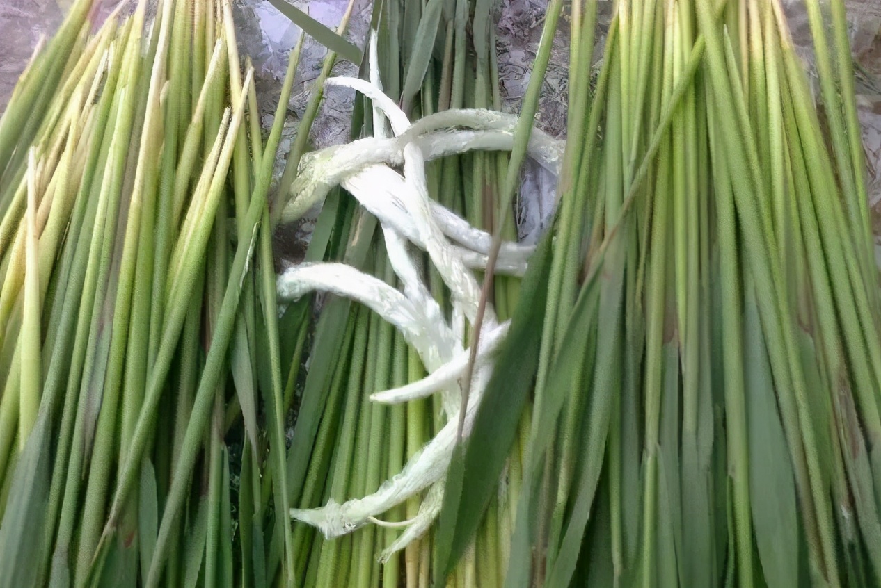 柔荑指女子的什么地方 手如柔荑指ti还是yi-千百号