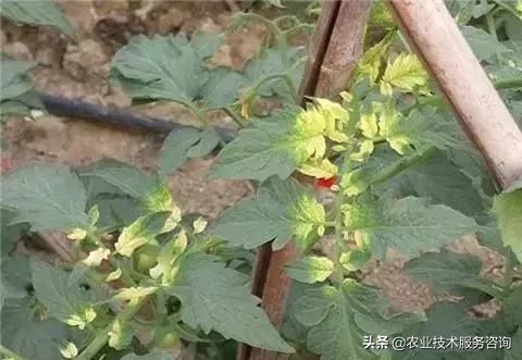 芸苔素的作用和功效（芸苔素三大作用和三大误解）