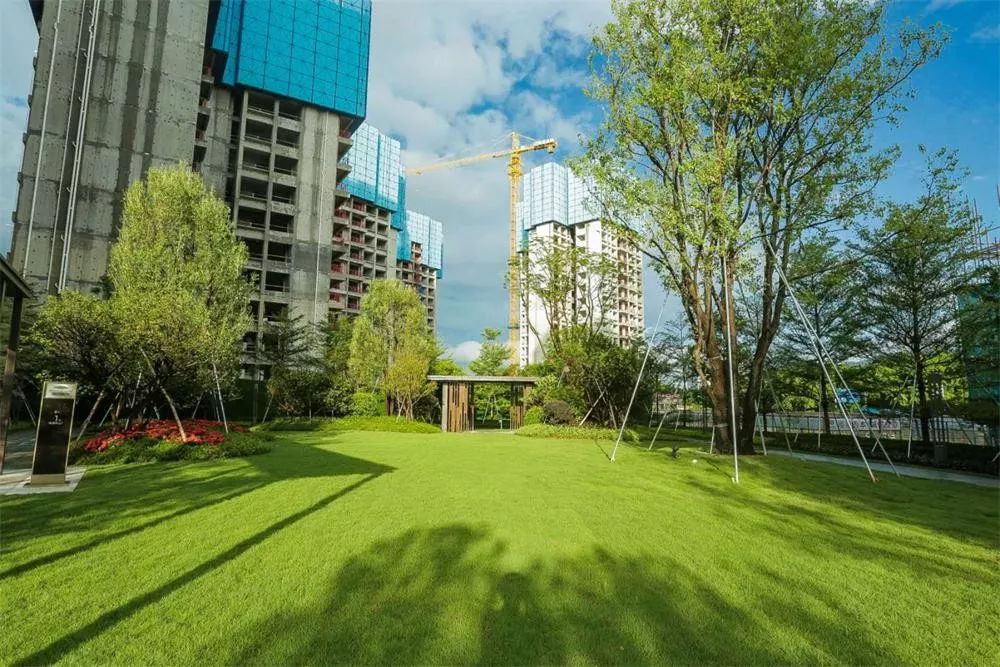 深圳教育资源也向西迁移了！最后的落脚点却在这里