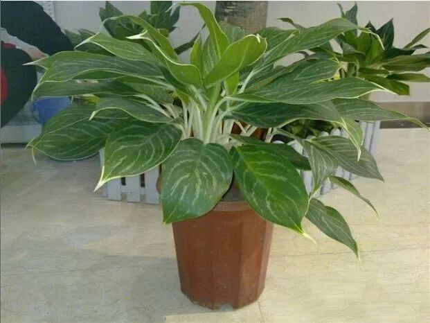 常见50种植物（50种常见的室内盆栽绿化植物）
