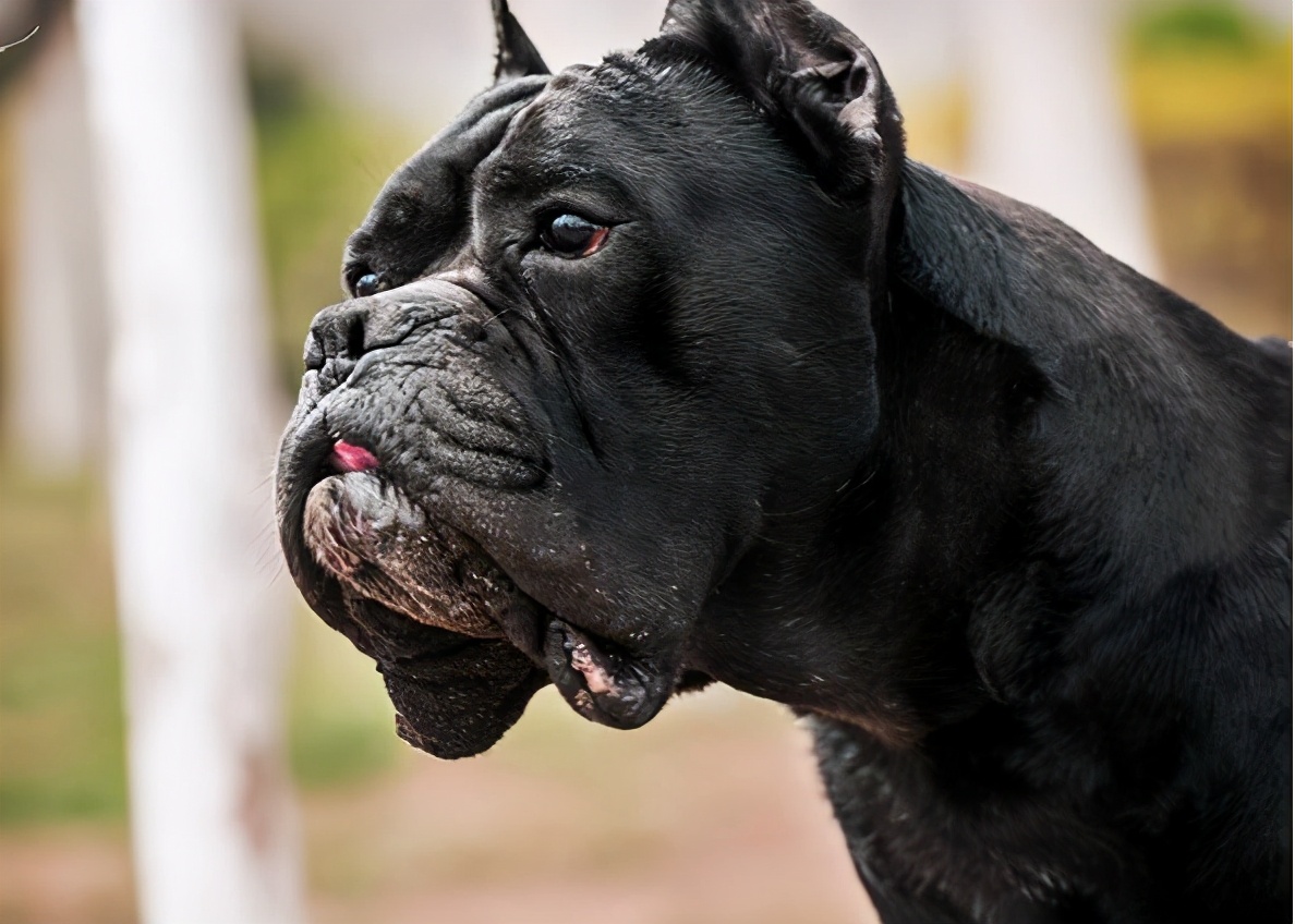 说卡斯罗犬难养的,却不知道有这些好处,养了没后悔过