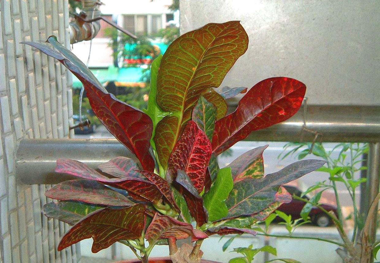 变叶木的养殖方法和注意事项(十大客厅风水植物)-第2张图片-科灵网