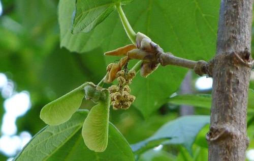 槭树,槭树种子图片