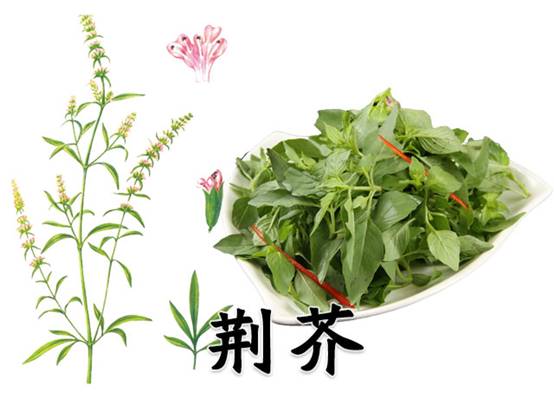 荆芥,去除感冒发热 袪风发汗 透疹止血的能手