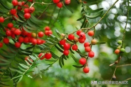 常绿乔木有哪些（70多种常用常绿乔木图例宝典）