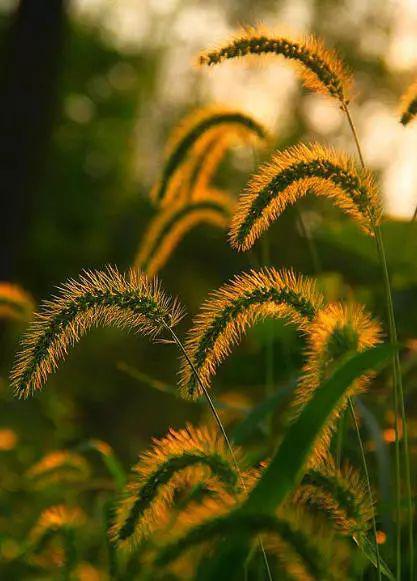 散文：人生一世，草木一秋