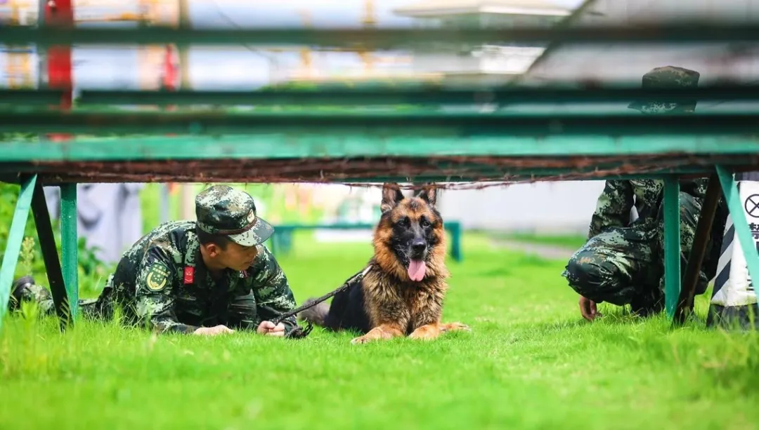 参军条件,武警参军条件