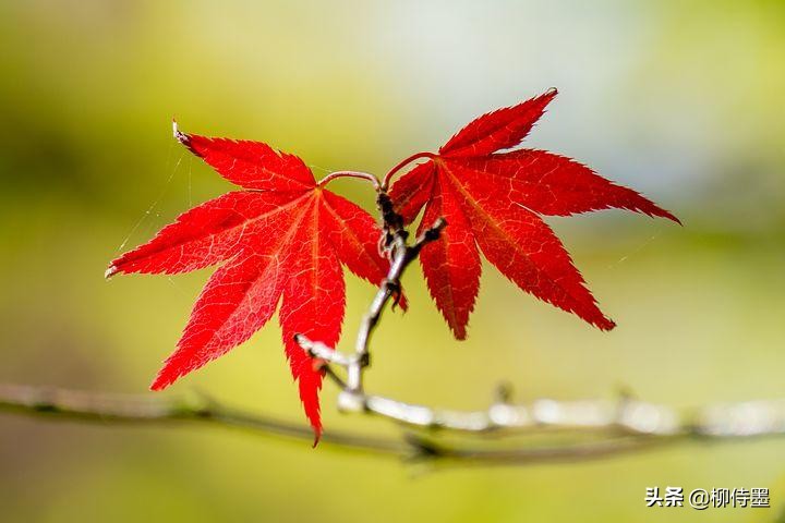 秋天景色美不胜收，每天学点摄影技巧，拍好“一叶知秋”