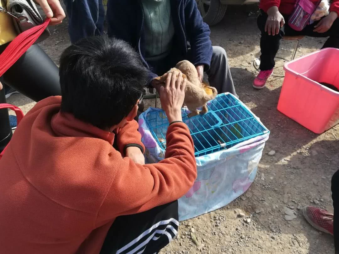 可卡價格,可卡犬價格多少錢一只