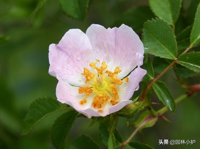 几点开什么花（花园种上这些有趣的时钟花）