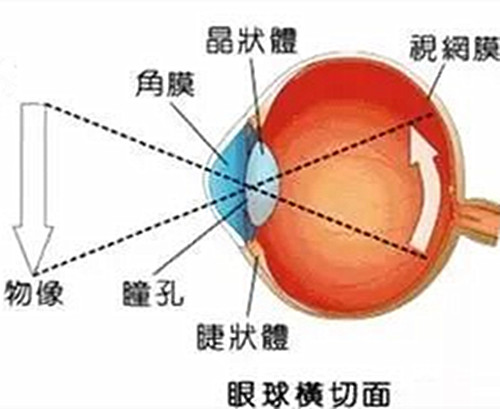 狗在黑夜会眼冒金光，俗称“钛合金眼”，到底是什么原因造成的
