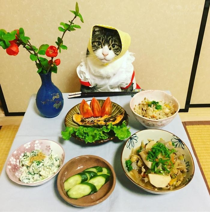 有这6种表现的猫咪，“智商”都很高，你家猫有吗？