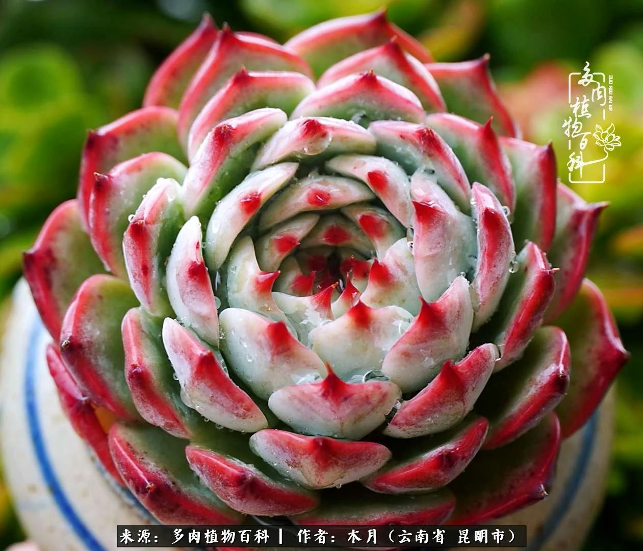 比利时玫瑰老桩怎么养忌讳什么「科普」 -骁龙网