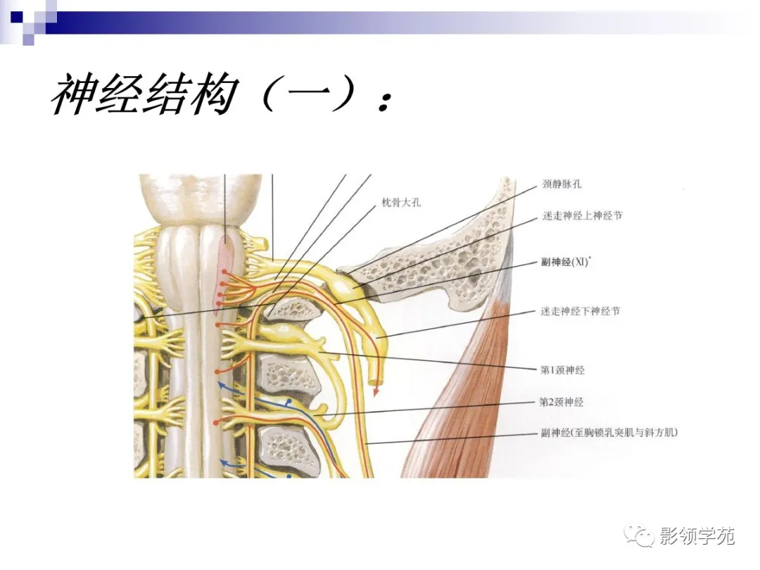 小脑扁桃体下疝畸形概述