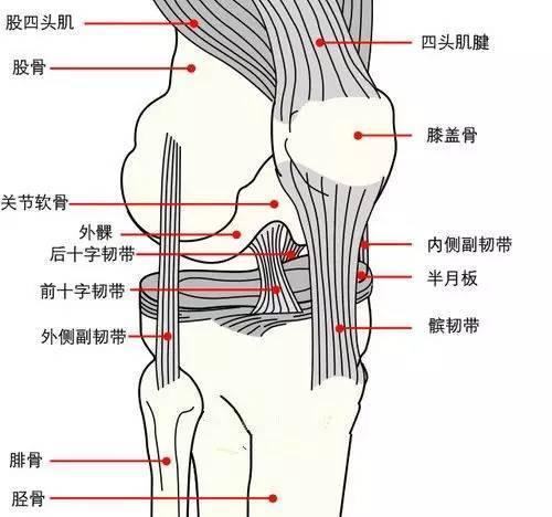 欧文世界杯受伤解说(可怕的十字韧带撕裂！细谈饱受十字韧带撕裂折磨的球星)