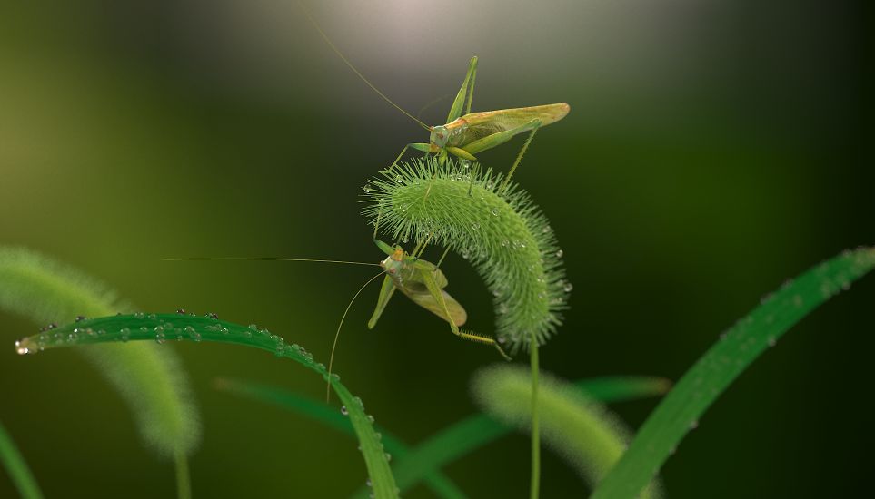 蝈蝈和蛐蛐,蝈蝈和蛐蛐儿吹牛皮