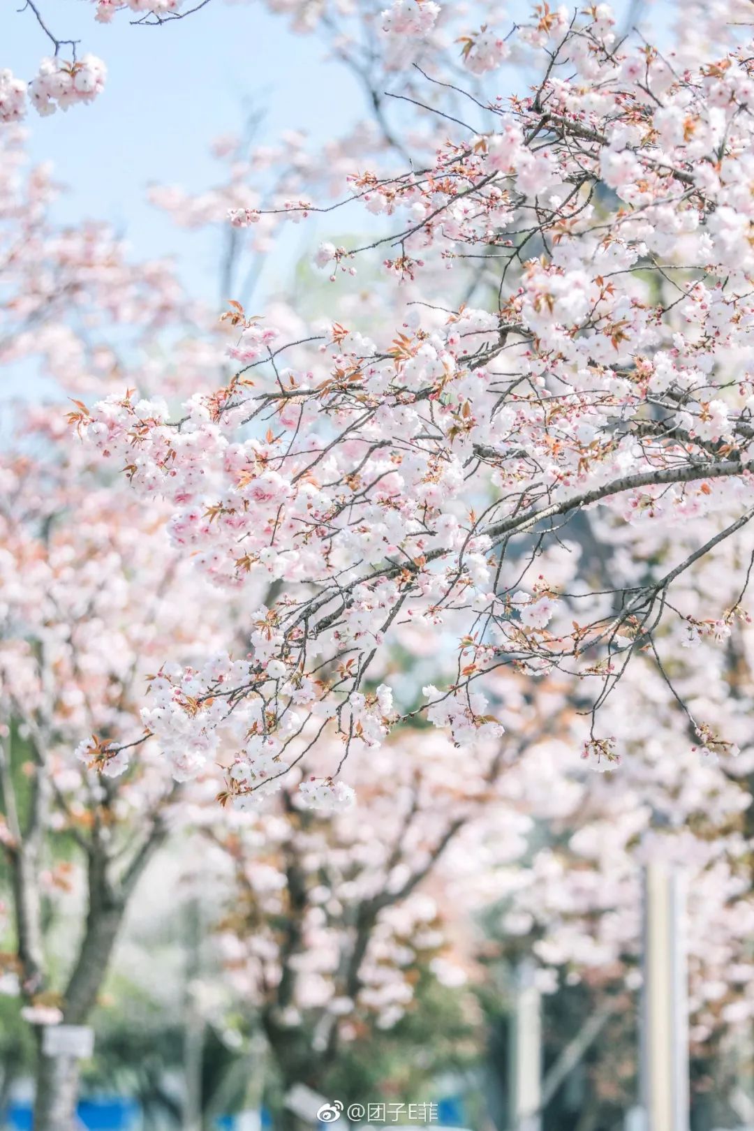 成都，大学校花来了！