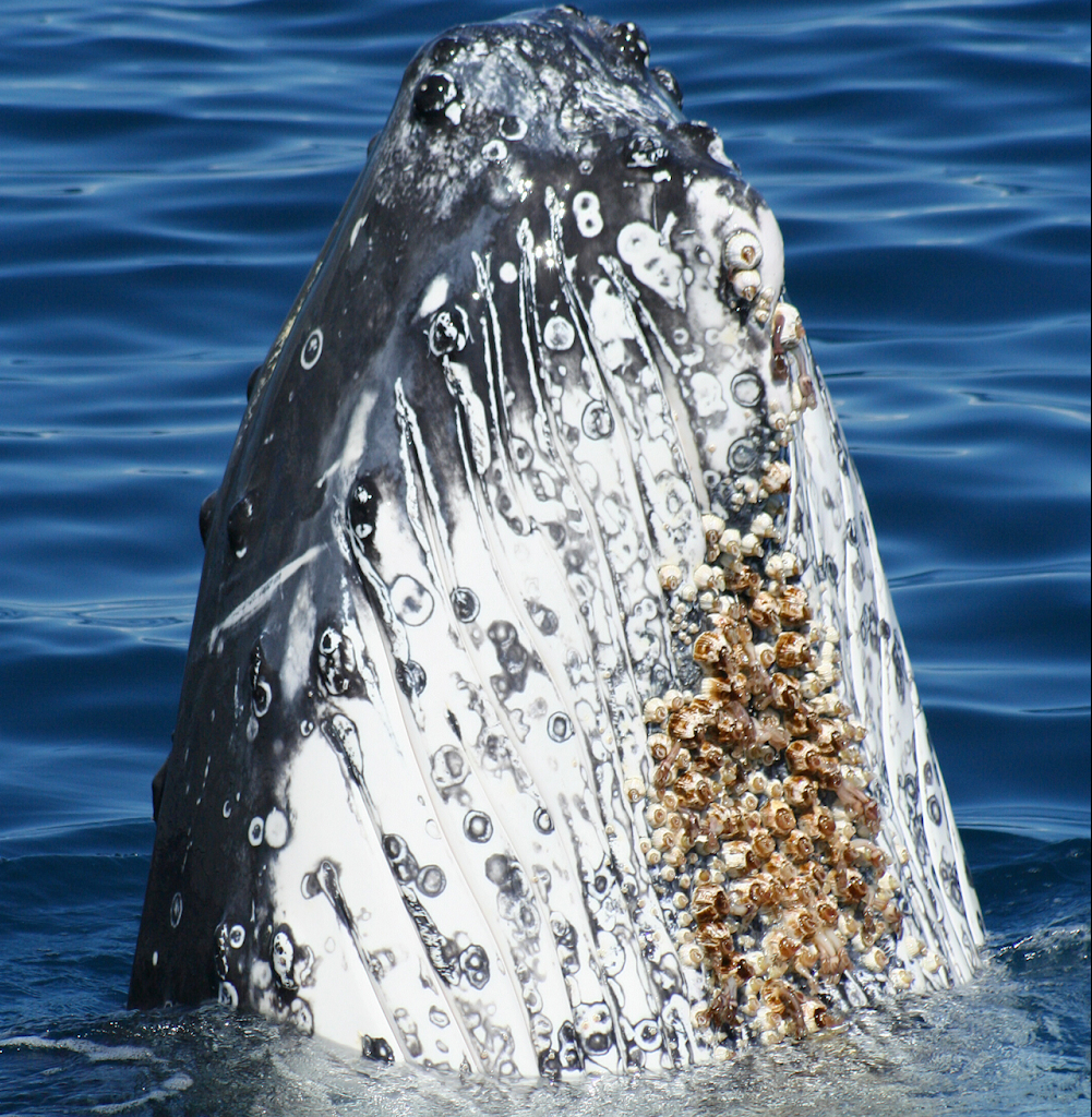 鲸身上的藤壶对鲸鱼是否有害(藤壶有多可怕?到处寄生造成破坏,甚至会