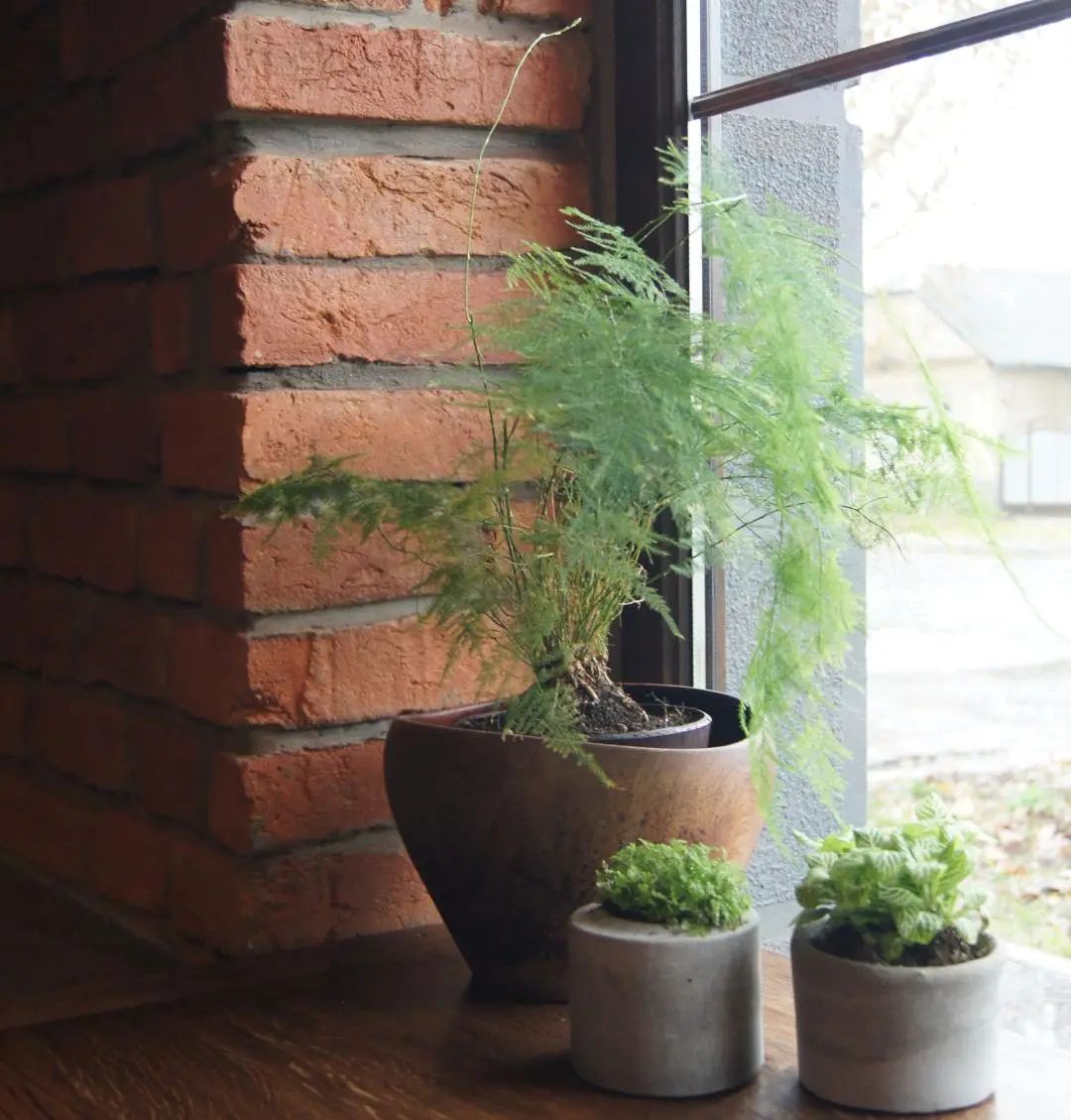 常见50种植物（50种常见的室内盆栽绿化植物）