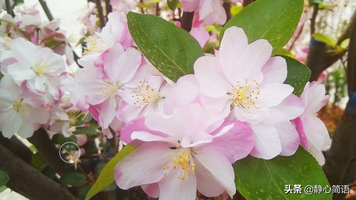 故乡是心头的小鸟，栖息成一生的眷恋