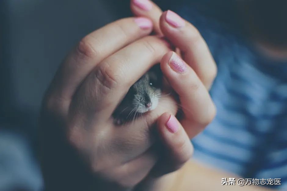 仓鼠会冬眠吗（关于仓鼠的正确饲养方法分享）