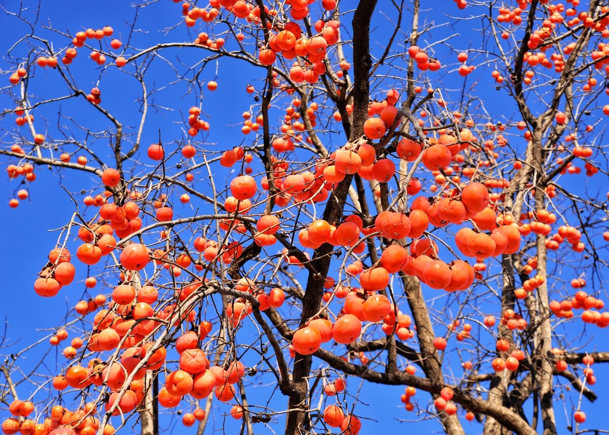 赞美红色的唯美句子(柿子红) - 火句子