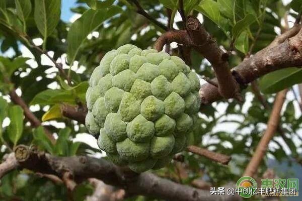 释迦怎么种植（一文教你释迦果的种植方法与管理）