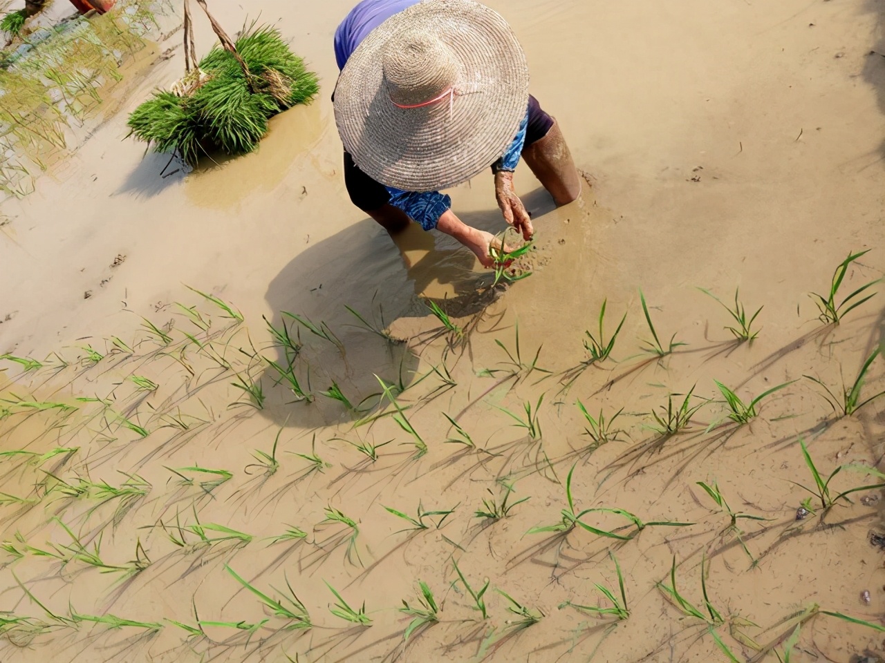 水稻种植技术介绍（水稻栽培每个步骤都要细心去管理）