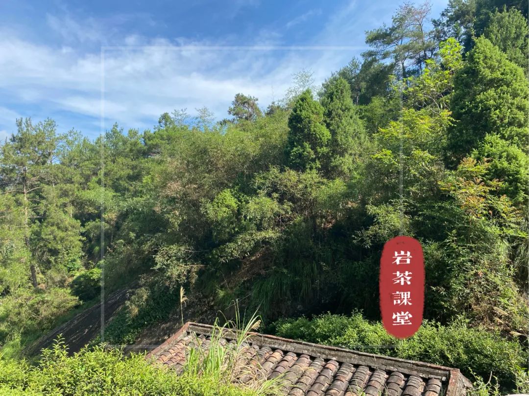 上万元一斤的牛栏坑肉桂，究竟是不是智商税？这些真相你知道吗？