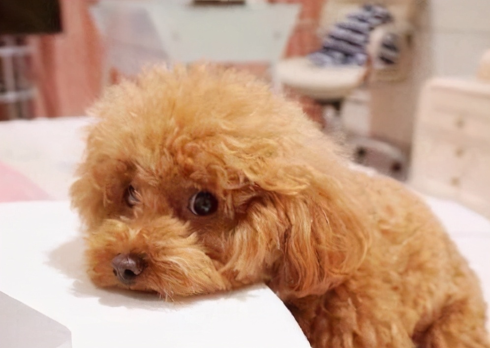 告别褪色：让泰迪犬的毛发更“亮丽”