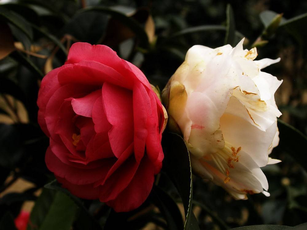 第一种,并蒂茶花