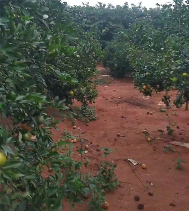 全红婵家橙子熟了！果子烂在地上，哥哥心疼想哭，网友想包场支持