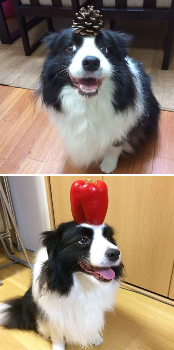 世界犬种智商排名榜前 30 名的聪明狗狗