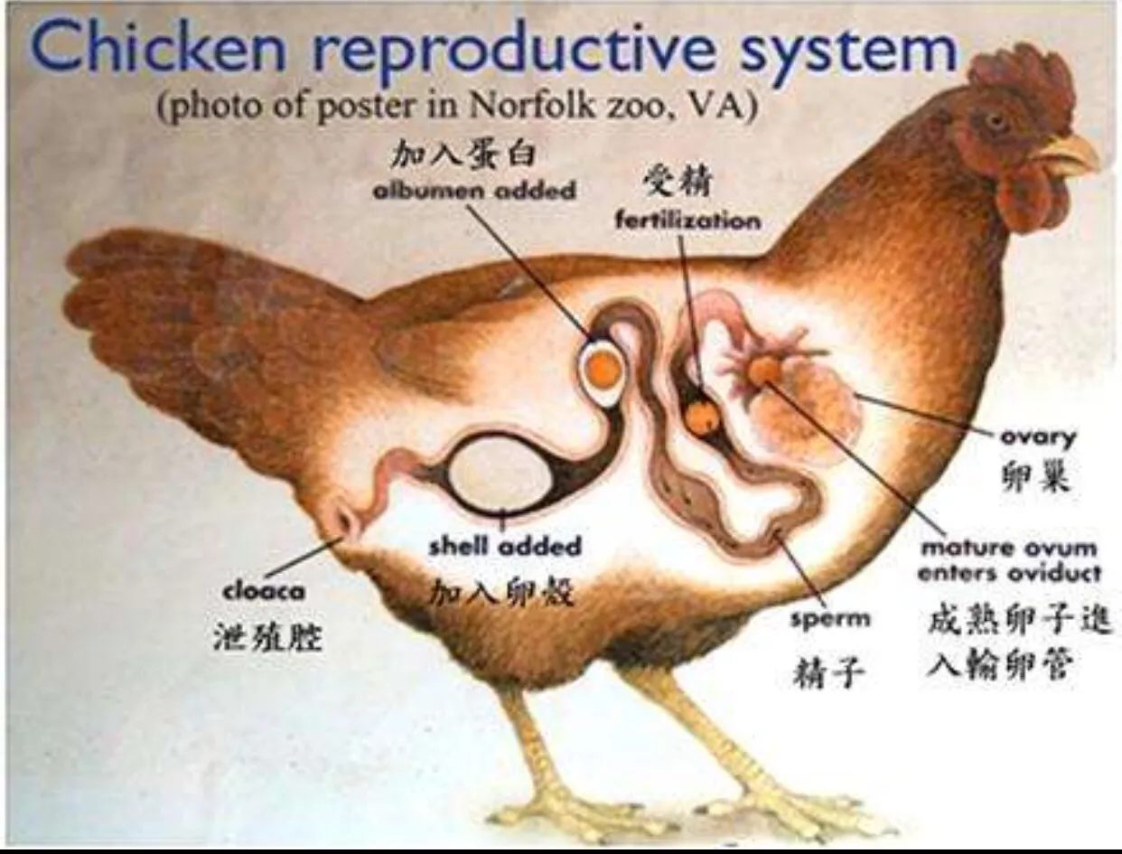 鸡的繁殖详解，鸡是如何交配的？