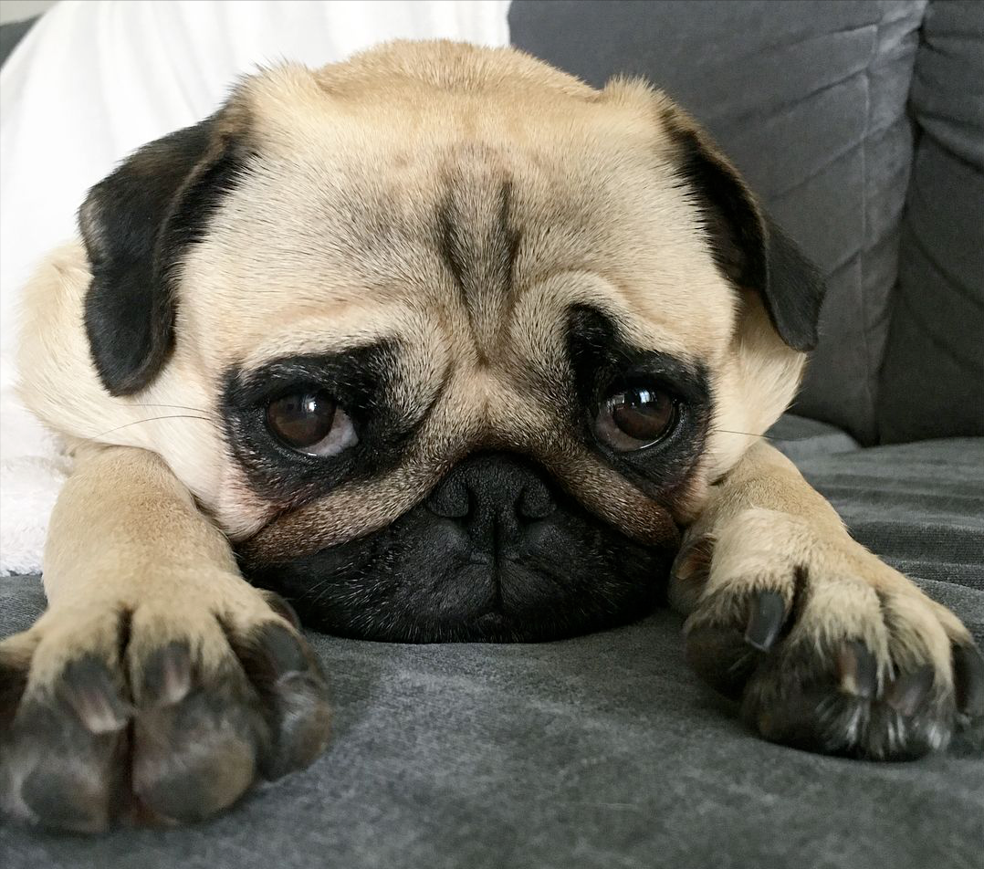 关于巴哥犬,养狗的你,知道多少?