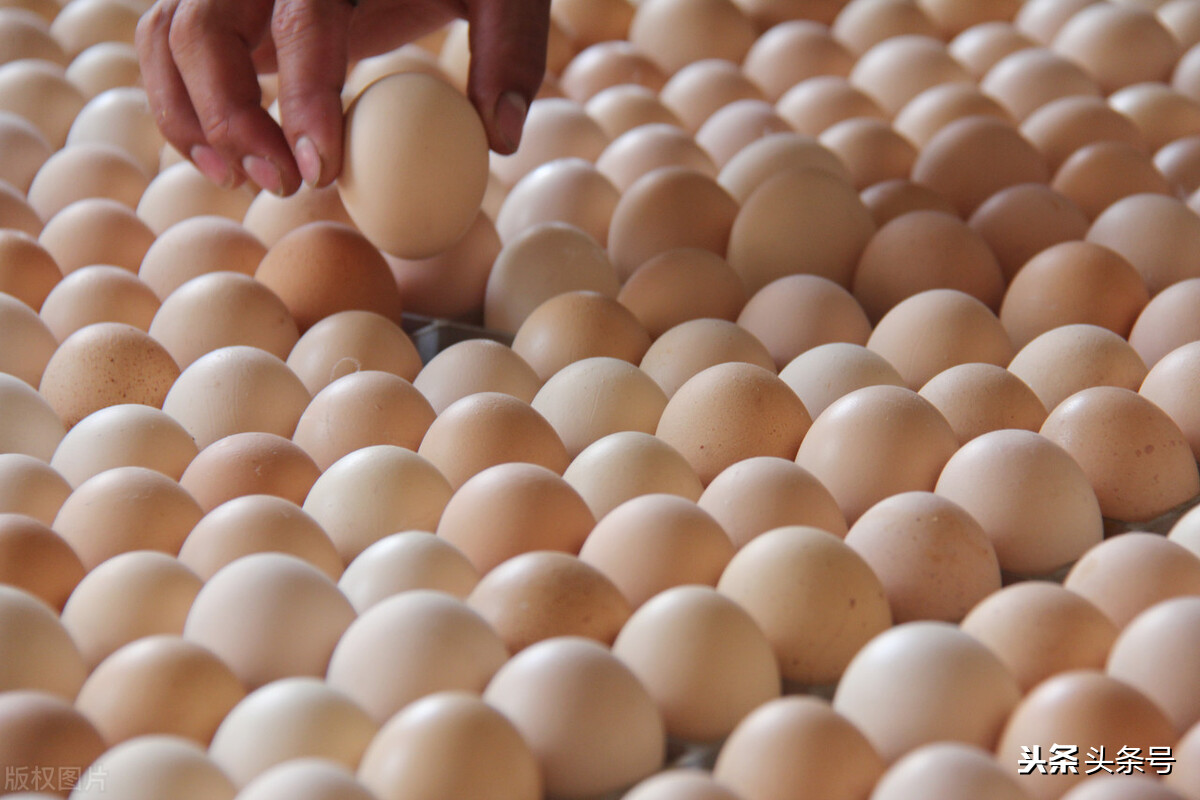 鸡蛋“翻盘”大涨，白菜涨4倍，“发财鱼”来袭，都涨是发生了啥