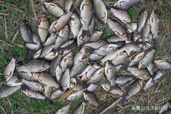釣鯽魚餌料配方（五款自制餌料配方，鯽魚瘋狂著迷，雜魚不沾，盛夏野釣大板鯽必備）