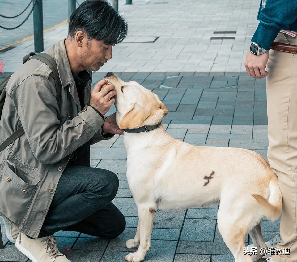“主人你好！我叫小Q，我是一只导盲犬，我会一直陪着你的！”