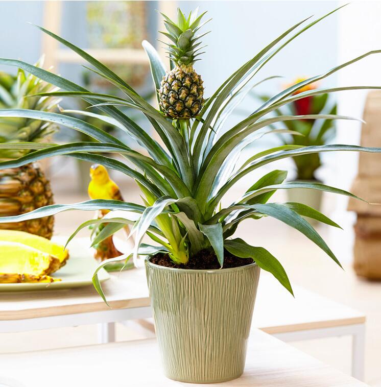 漂亮的菠萝盆栽(菠萝植物盆栽) - 趣味头条