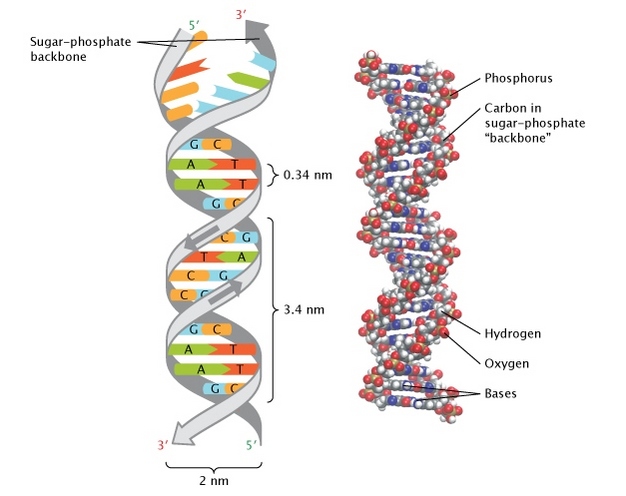 DNA分子片段示意图图片