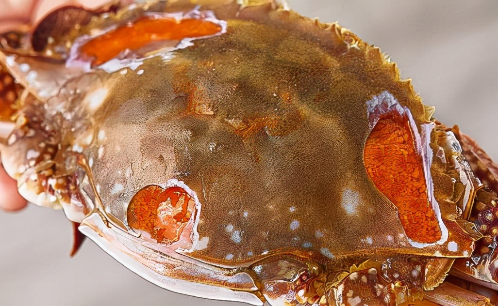 煮熟的螃蟹怎么保存才新鲜，能保存多久？