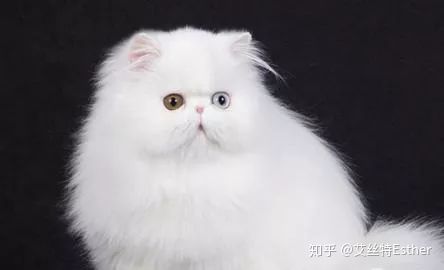 猫中玛丽莲梦露｜波斯猫-你的梦中情人