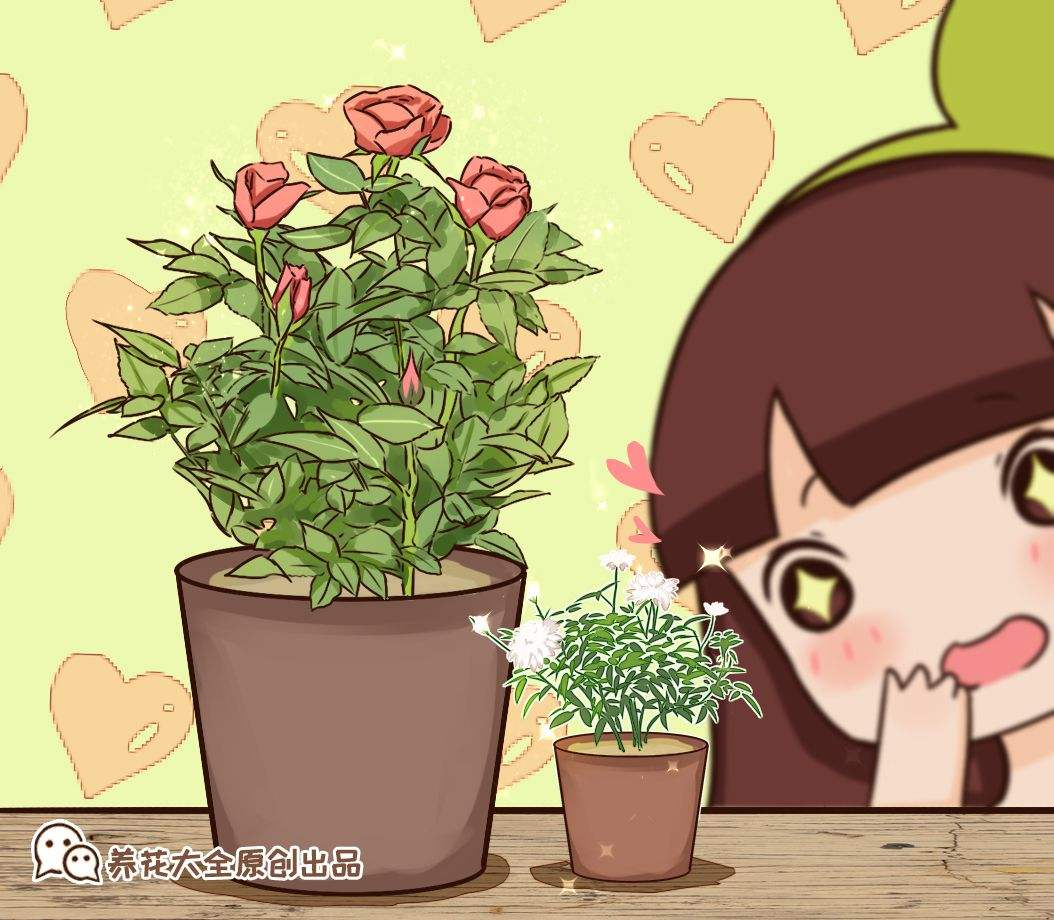 姬月季的养殖方法和注意事项（月季的养护小技巧）