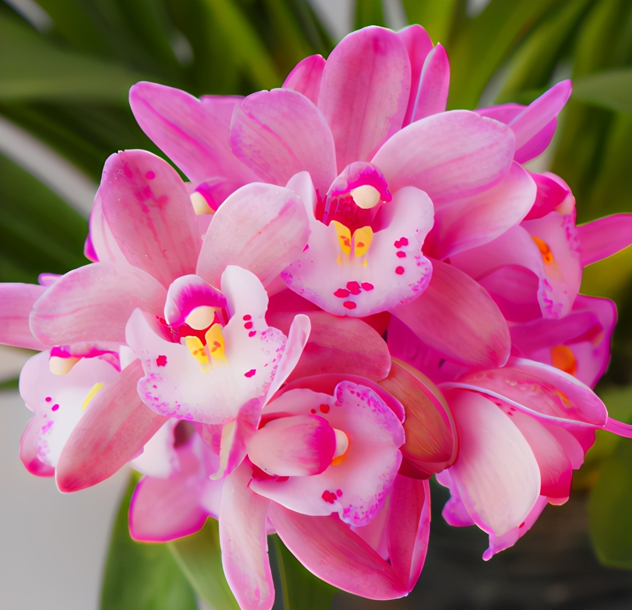 兰花黑香妃怎么养正确方法「科普」 -骁龙网