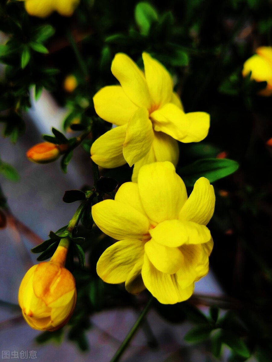 多花素馨黄叶图片